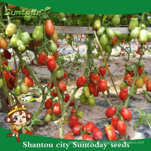 Suntoday fruta firme longa shelflife Vermelho vegetal Orgânica roma grande processo sementes de tomate (22027)